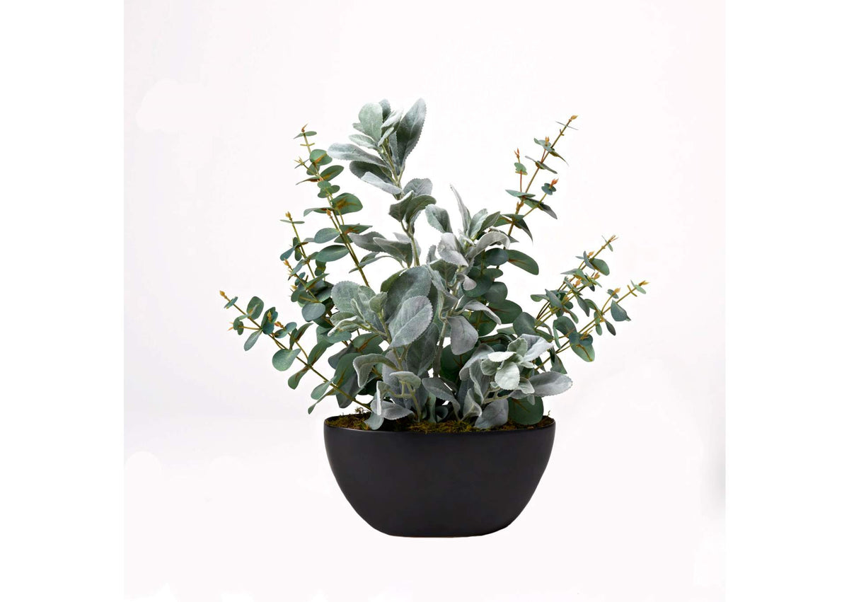 224038 Eucalyptus and Lambs Ear in Oval Black Planter