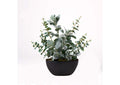 224038 Eucalyptus and Lambs Ear in Oval Black Planter