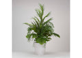 225049 Areca Palm and Philo Fronds With Areca Grass and Fern in Round White Resin Planter