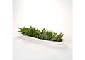 225057 Assorted Succulents in Long White Wood Tray