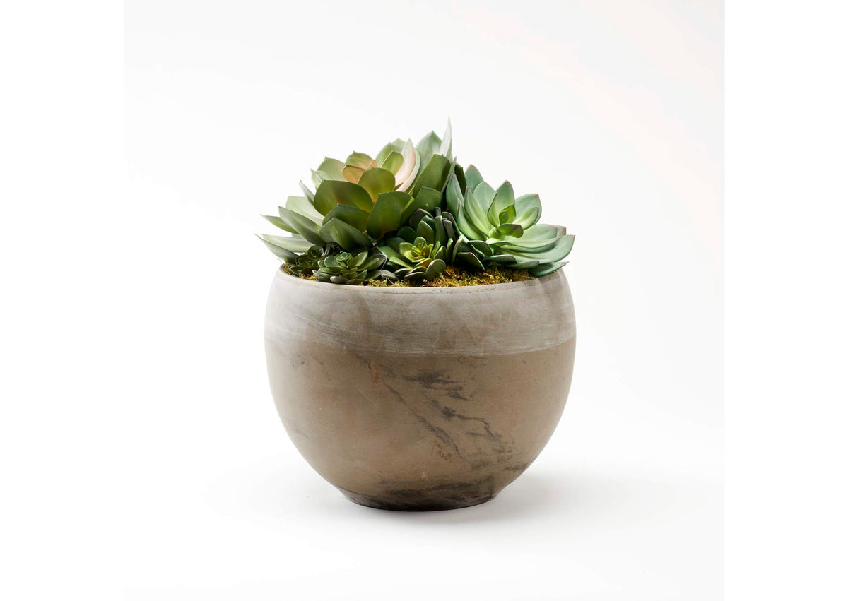 225062 Assorted Echeverias in Round Brown Marble Planter