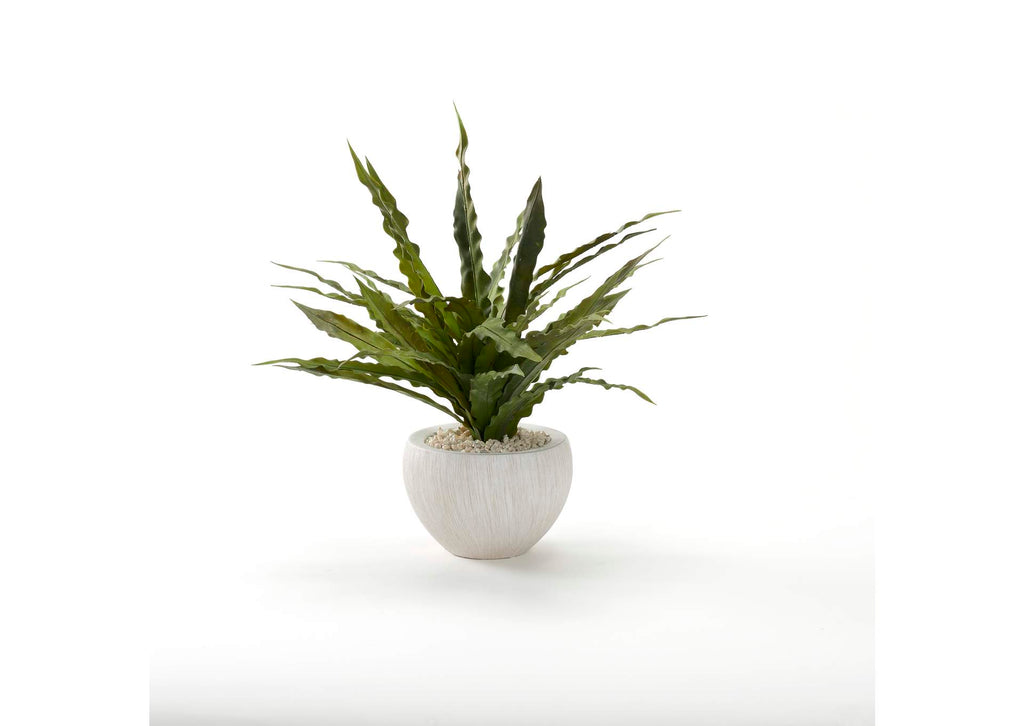 227013 Frosted Green Birdnest in White Ezra Bowl