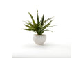 227013 Frosted Green Birdnest in White Ezra Bowl