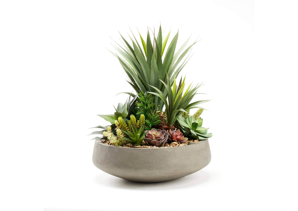 227030 Yucca & Mixed Succulents in Extra Large Newport Low Bowl