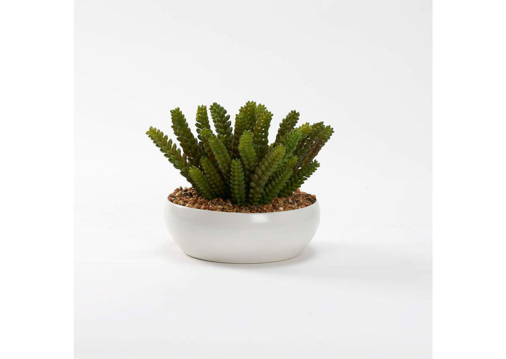 229005 Donkey Tail Succulents in Small White Low Bowl