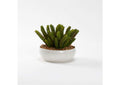 229005 Donkey Tail Succulents in Small White Low Bowl
