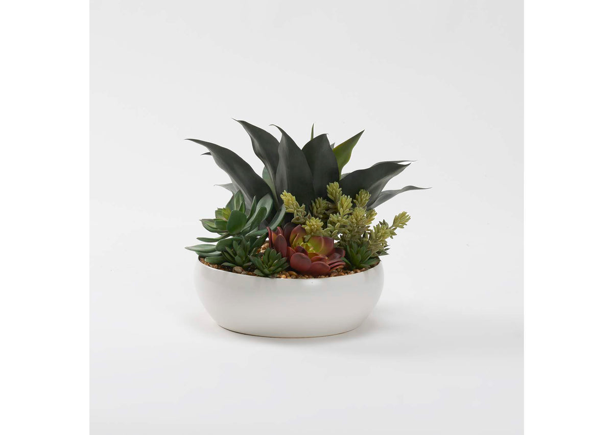 229006 Assorted Succulents in White Low Bowl