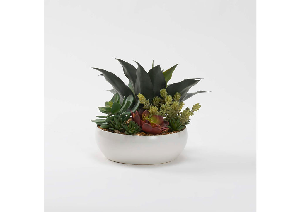 229006 Assorted Succulents in White Low Bowl