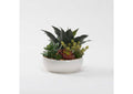 229006 Assorted Succulents in White Low Bowl