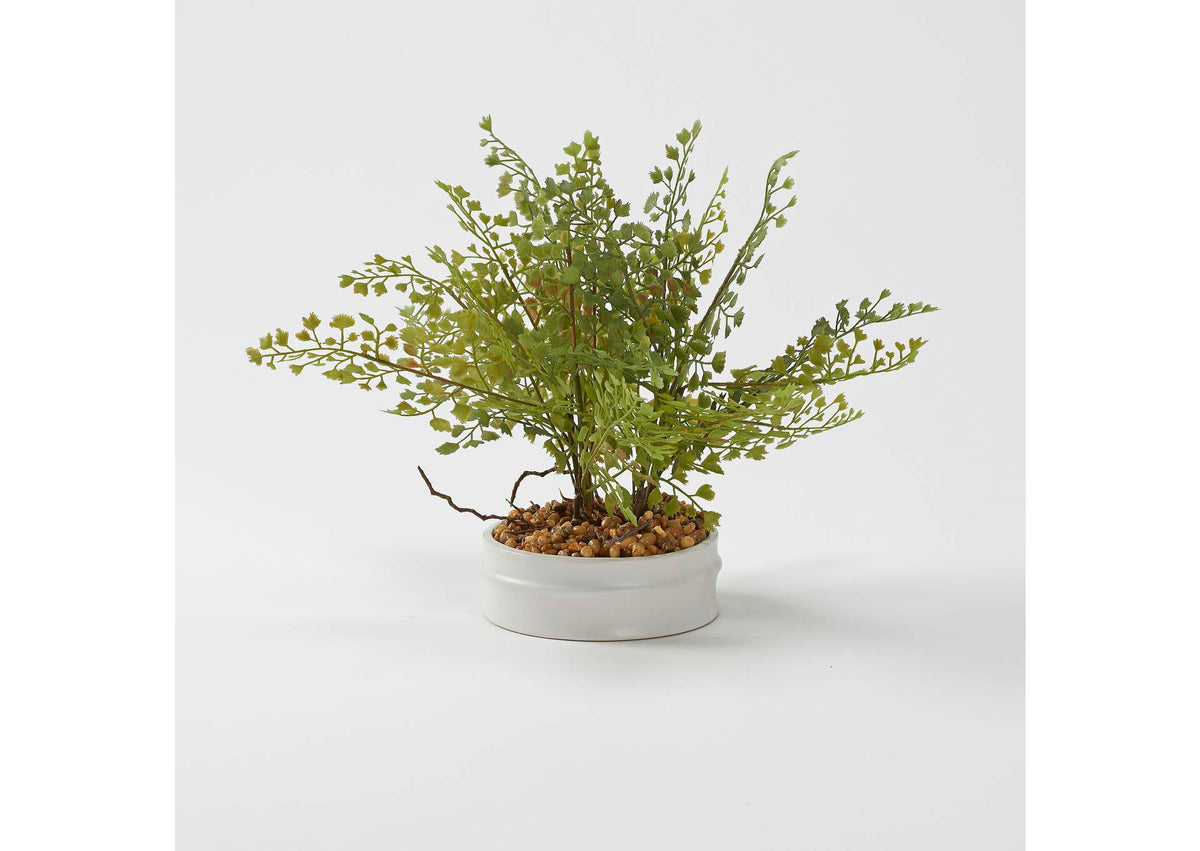 229019 Iron Fan Fern in Small Matte White Bowl