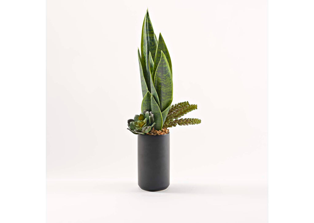 229034 Mother - in - Law'S Tongue With Mixed Succulents in Tall Black Kendall Vase