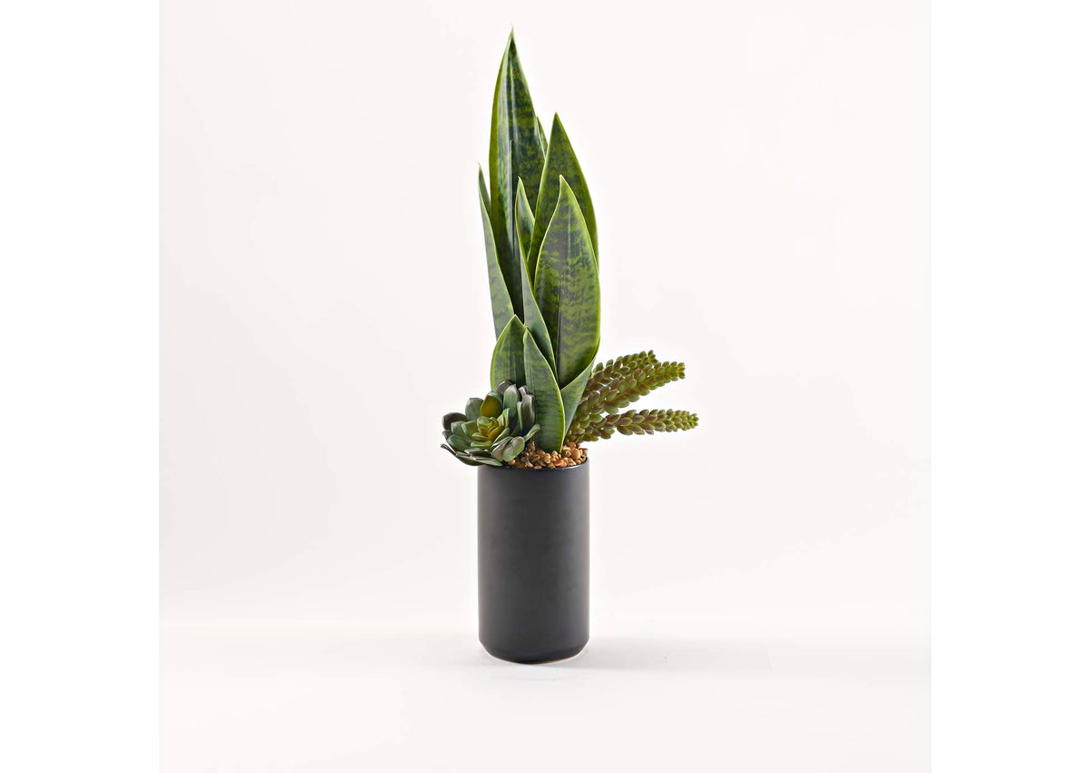 229034 Mother - in - Law'S Tongue With Mixed Succulents in Tall Black Kendall Vase