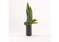 229034 Mother - in - Law'S Tongue With Mixed Succulents in Tall Black Kendall Vase
