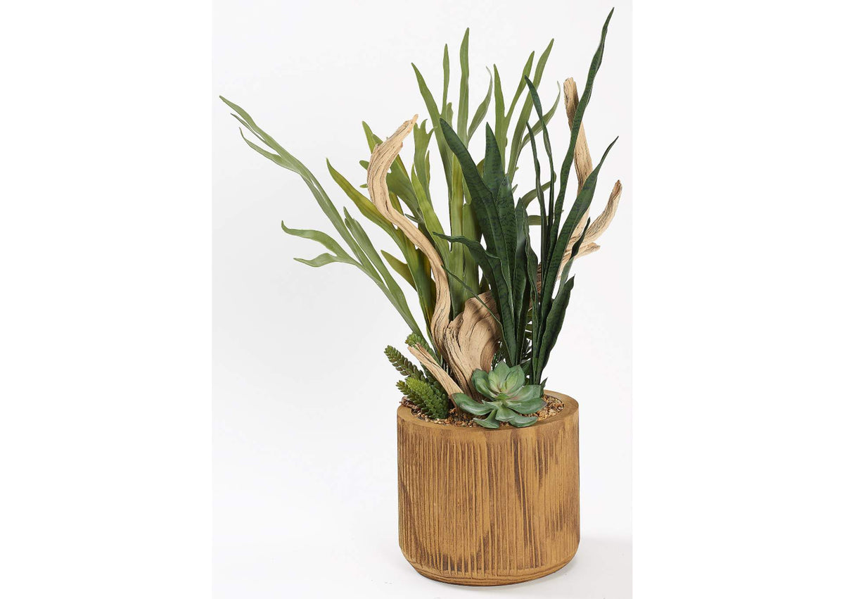 231048 Staghorn Fern,Ghostwood,& Mixed Succulents in Wood Planter