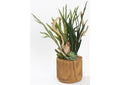 231048 Staghorn Fern,Ghostwood,& Mixed Succulents in Wood Planter