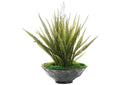 236020 Boston Fern & Bushy Dragon in Hex Plated Bowl