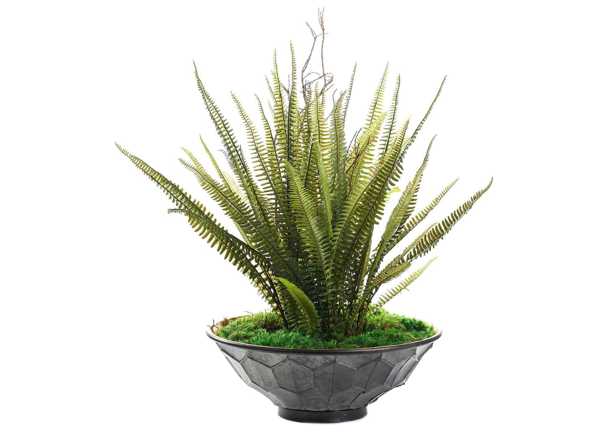 236020 Boston Fern & Bushy Dragon in Hex Plated Bowl
