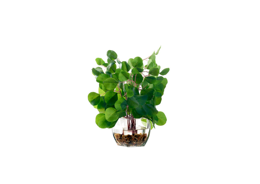 239013 Eucalyptus in Glass Cube