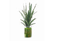 239022 Sansevieria in Large Glass Cylinder