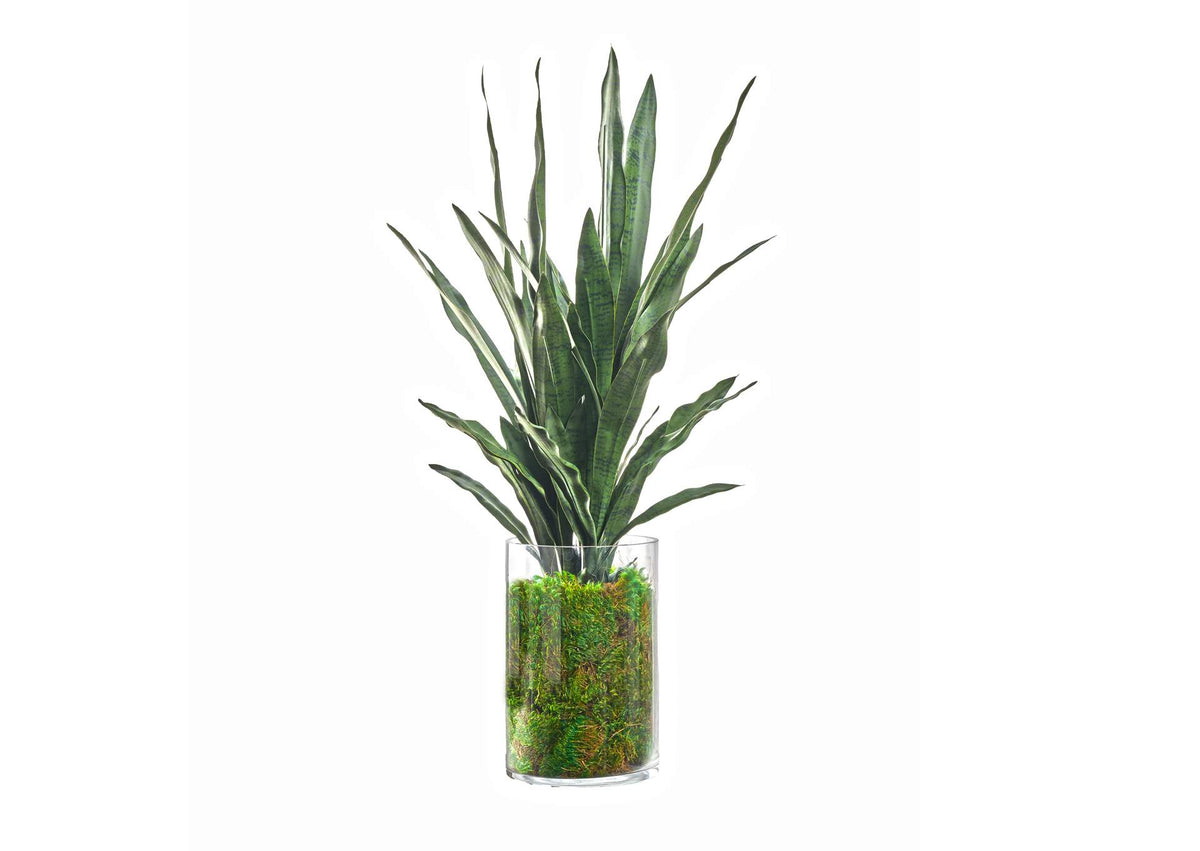 239022 Sansevieria in Large Glass Cylinder