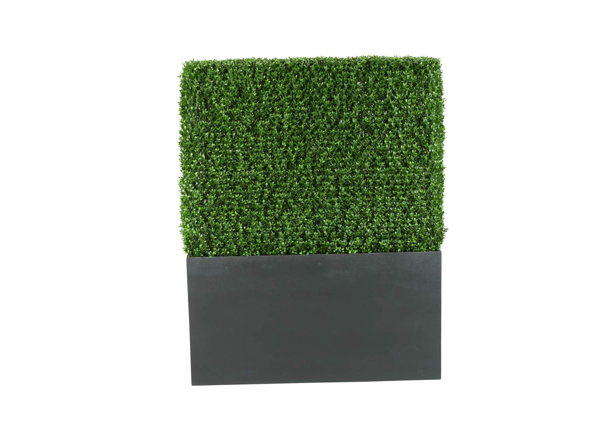 312117 5' Boxwood Hedge