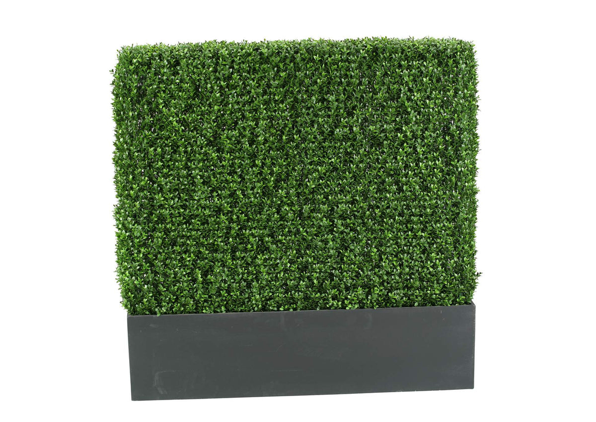 312118 4' Boxwood Hedge
