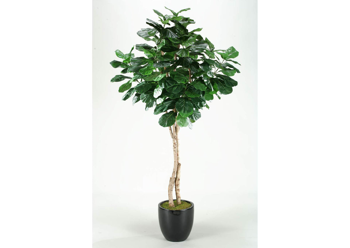 312903 6.5' Fiddle Leaf Fig Tree in Round Glossy Black Resin