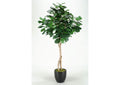 312903 6.5' Fiddle Leaf Fig Tree in Round Glossy Black Resin