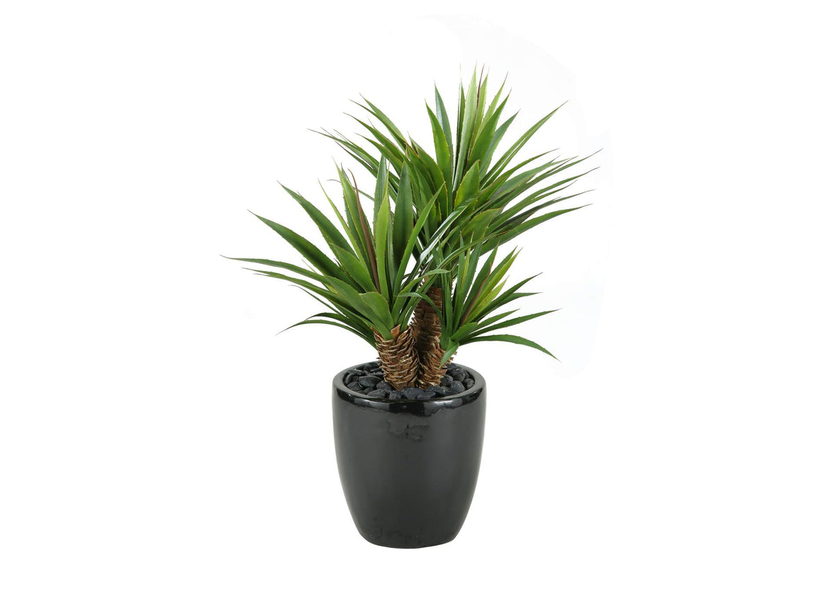313413 Star Succulent in Black Bowl