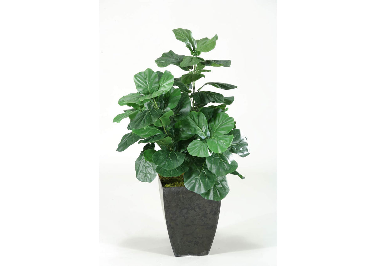 313447 Fiddle Leaf Fig Plant in Square Metal Planter