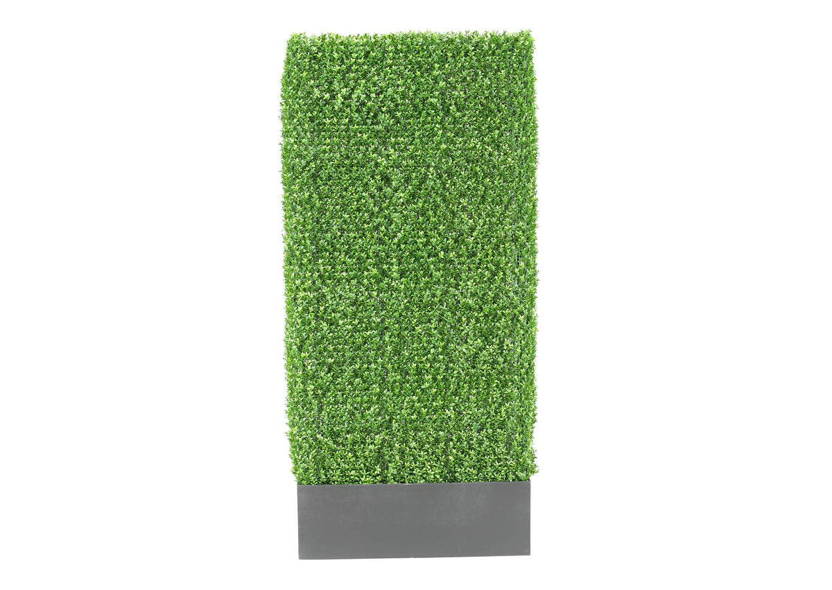 313455 7' Boxwood Hedge in Rectangle Wooden Planter