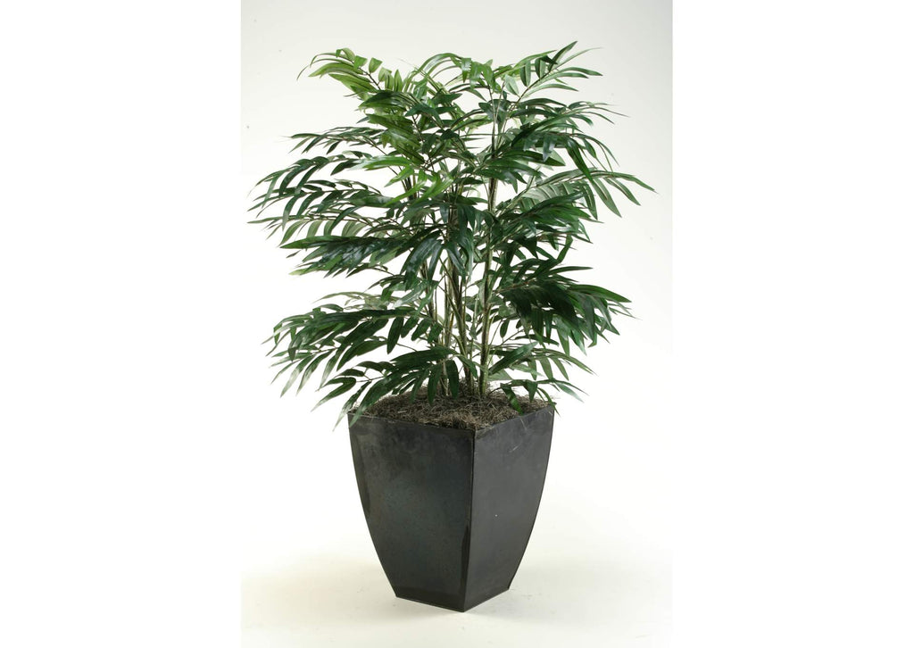 315423 Phoenix Palm in Square Zinc Planter