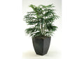 315423 Phoenix Palm in Square Zinc Planter