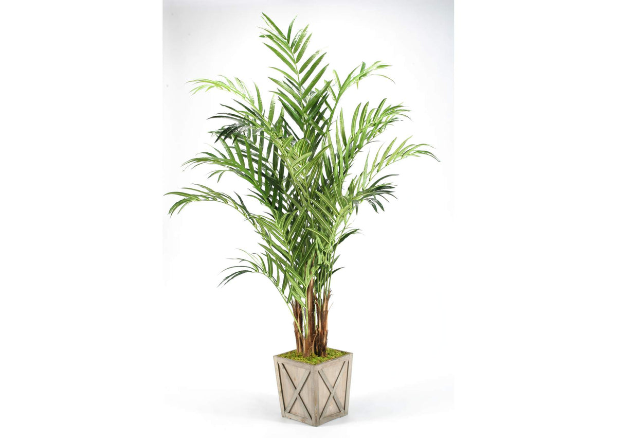 316403 8' Kentia Palm Tree in Weathered Wooden Box Planter