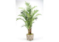 316403 8' Kentia Palm Tree in Weathered Wooden Box Planter