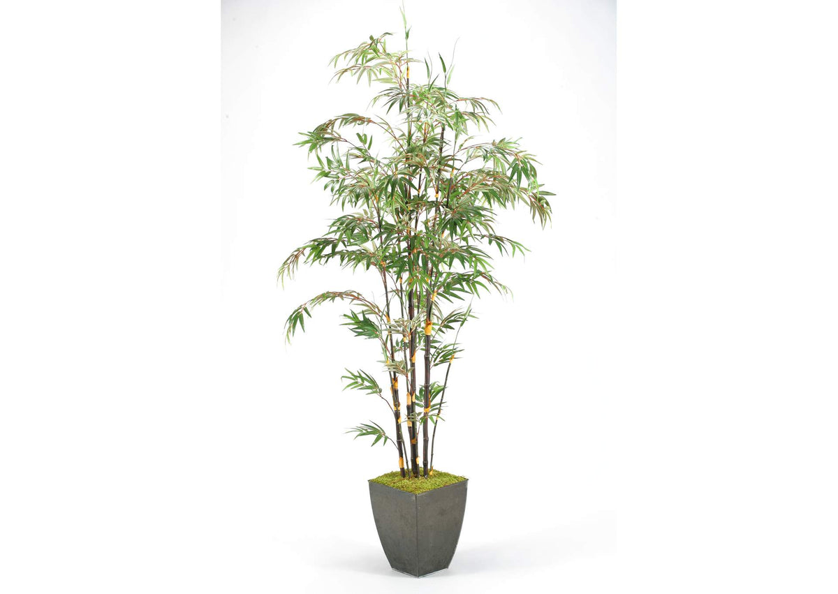 316412 8' Black Bamboo Tree in Square Metal Planter