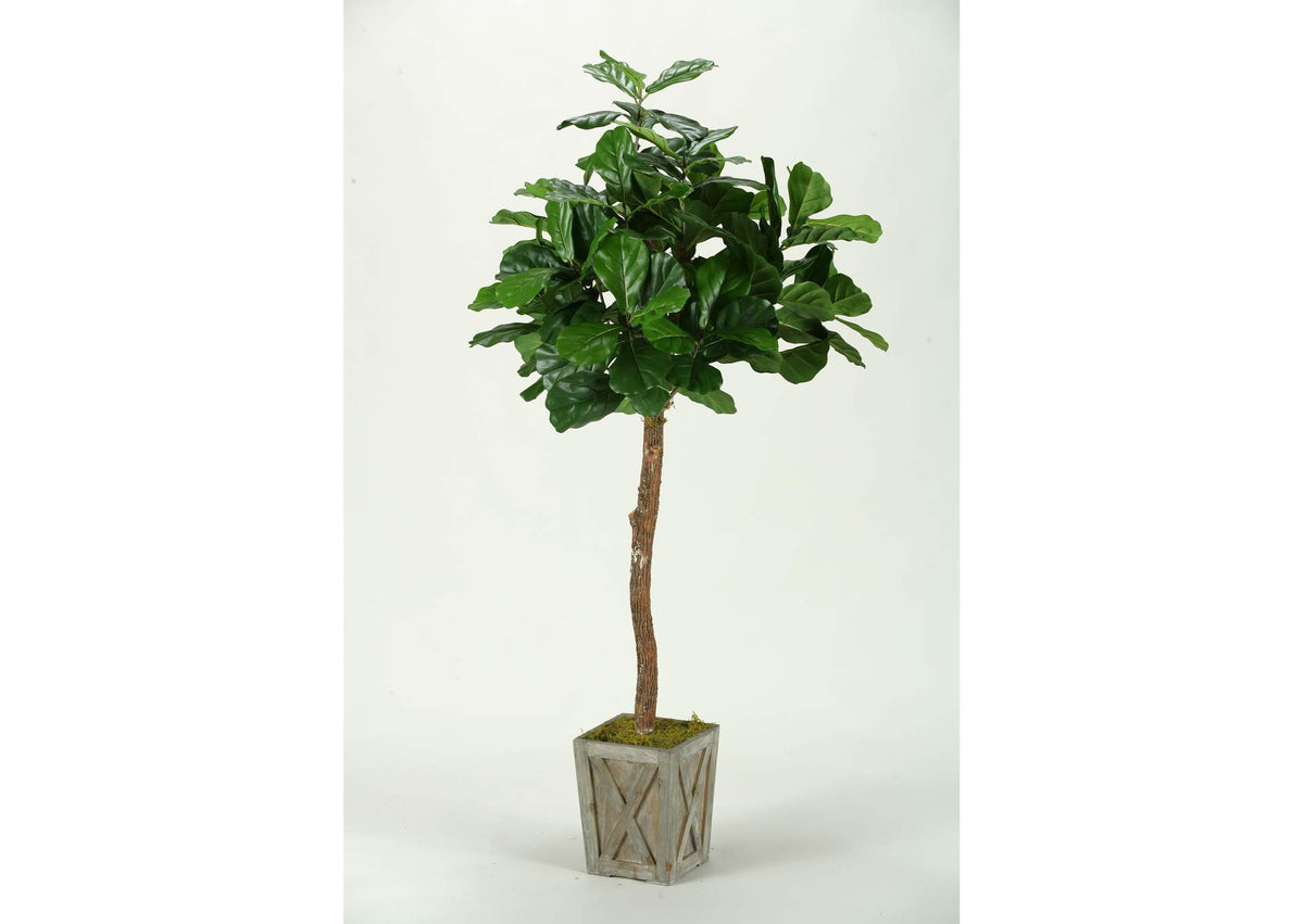 316704 6' Fiddle Leaf Fig Tree in Weathered Wood Box Planter
