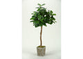 316704 6' Fiddle Leaf Fig Tree in Weathered Wood Box Planter