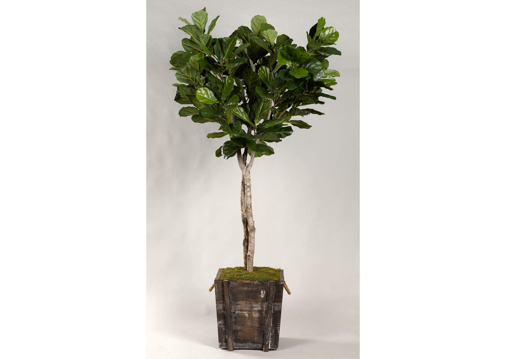 317110 7' Fiddle Leaf Fig Tree in Rustic Wooden Planter