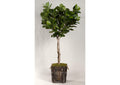 317110 7' Fiddle Leaf Fig Tree in Rustic Wooden Planter