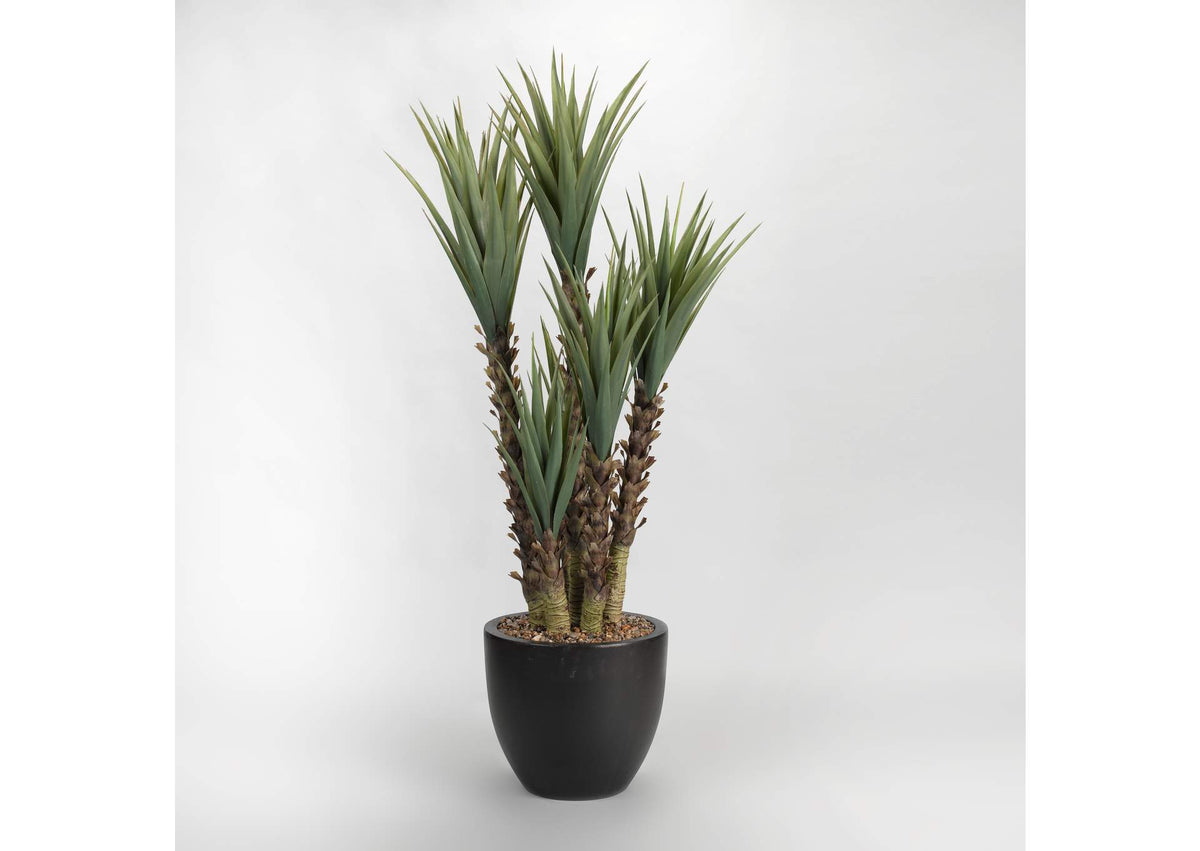 317903 5.5' Yucca Plant in Black Round Planter