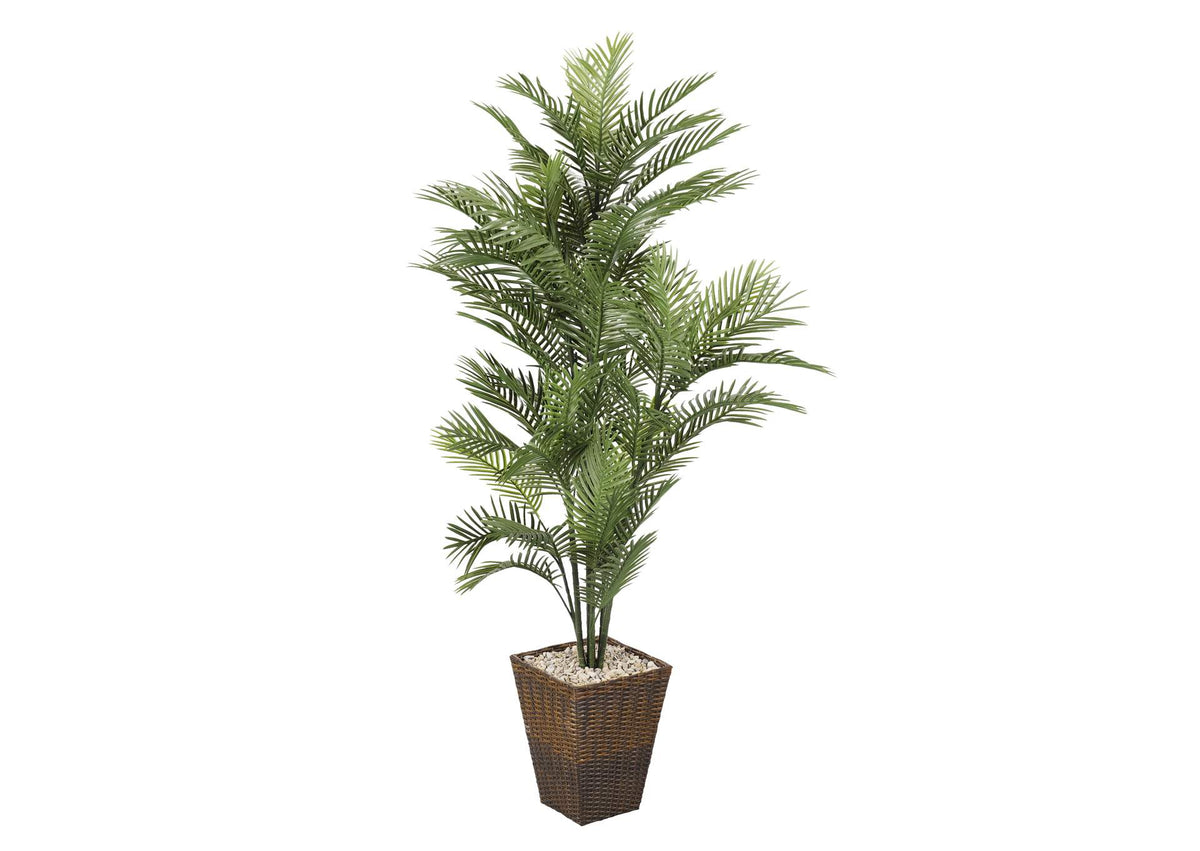 318101 6' Robellini Palm in Square Basket