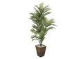 318101 6' Robellini Palm in Square Basket