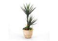 318104 5' Aloe Plant With Succulent Underplanting in Round Planter