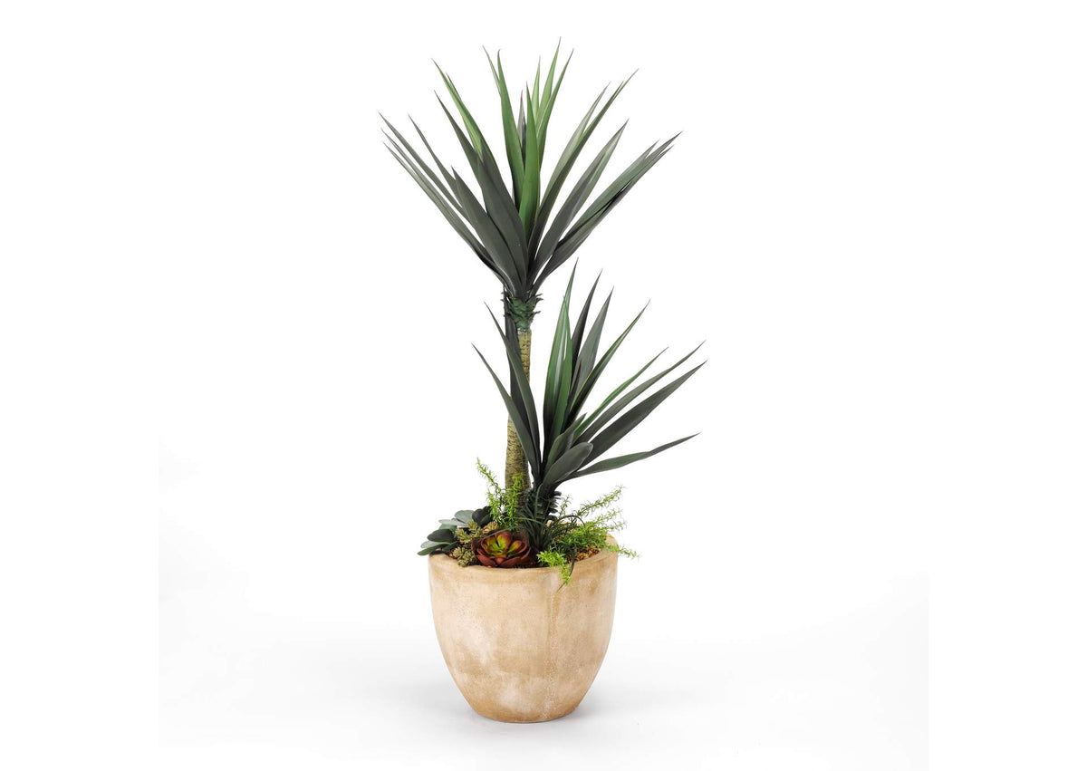 318104 5' Aloe Plant With Succulent Underplanting in Round Planter