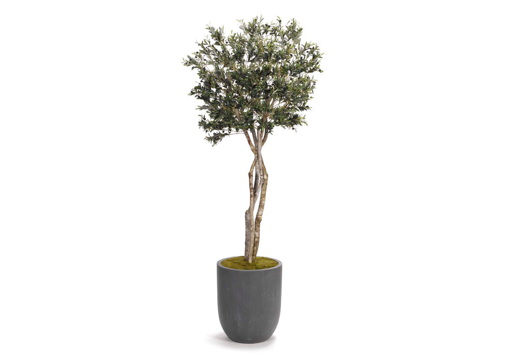 318419 8.5' Olive Tree in Grey Cement Planter