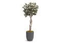 318419 8.5' Olive Tree in Grey Cement Planter