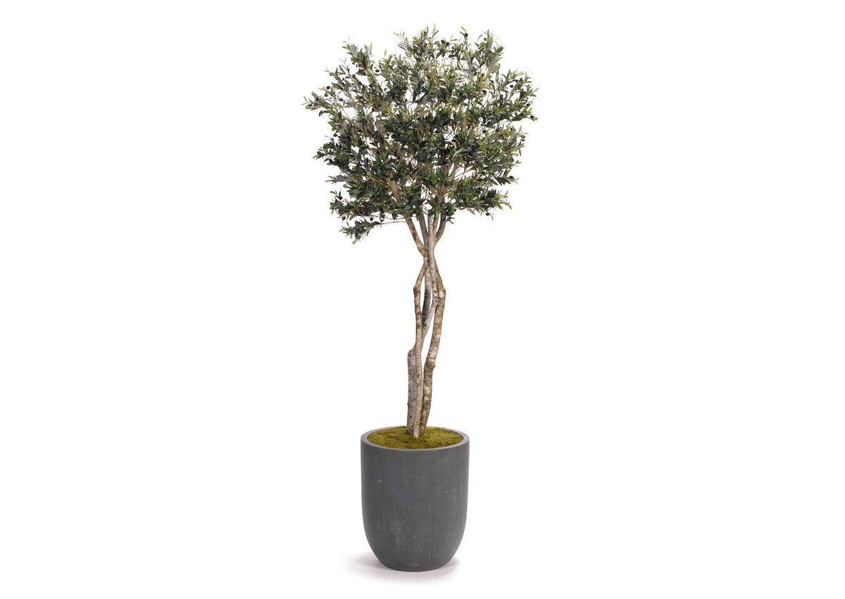 318419 8.5' Olive Tree in Grey Cement Planter