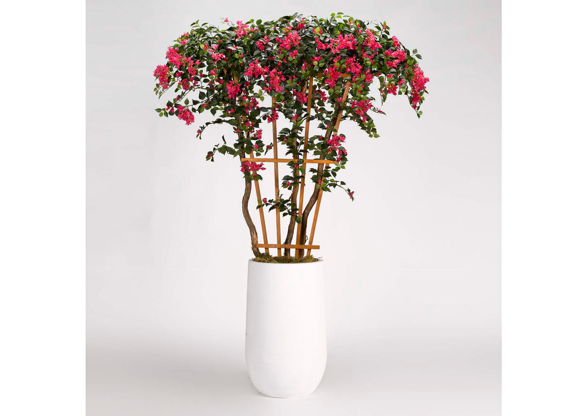 318701 8' Bougainvillea Tree With Trellis in Tall Round Clay Planter