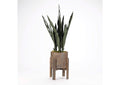 318906 Mother - in - Law'S Tongue Plant in Round Wood Planter With Stand